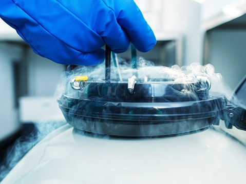 egg freezing